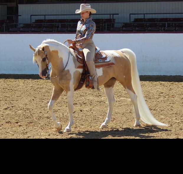 Half Arabian Palomino Tobiano Pinto